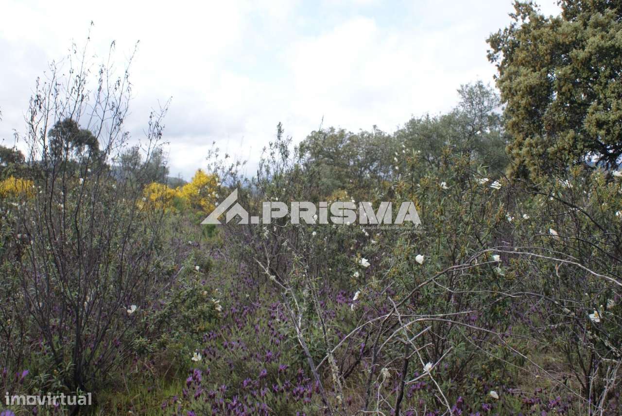 Execelente terreno para Venda em Monfortinho - Grande imagem: 5/23