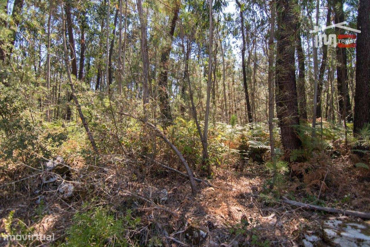 TERRENO RÚSTICO COM PINHEIROS E EUCALIPTOS EM DEMÓ S. MAMEDE - Grande imagem: 4/6