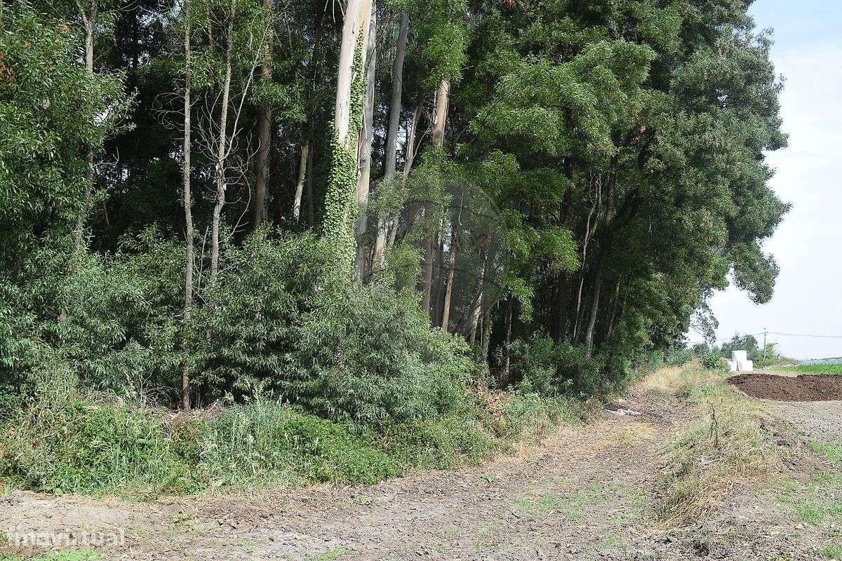 Terreno  para venda-3