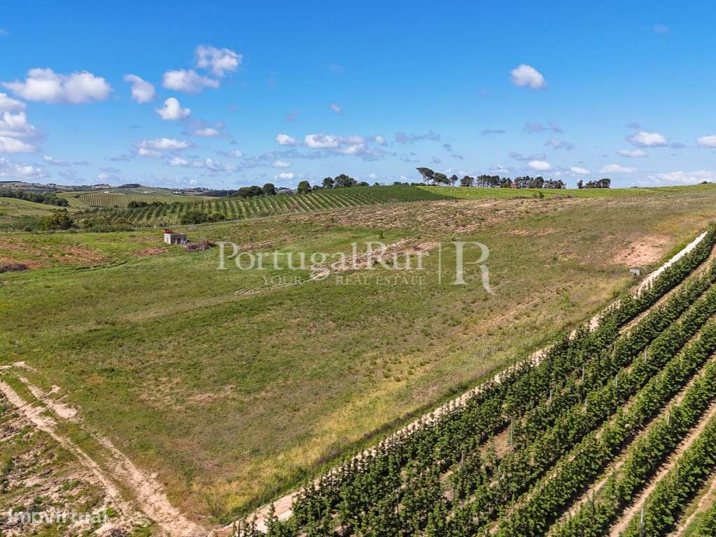 Exploração Agrícola com 37 ha e produção de Pera Rocha no Cadaval-28
