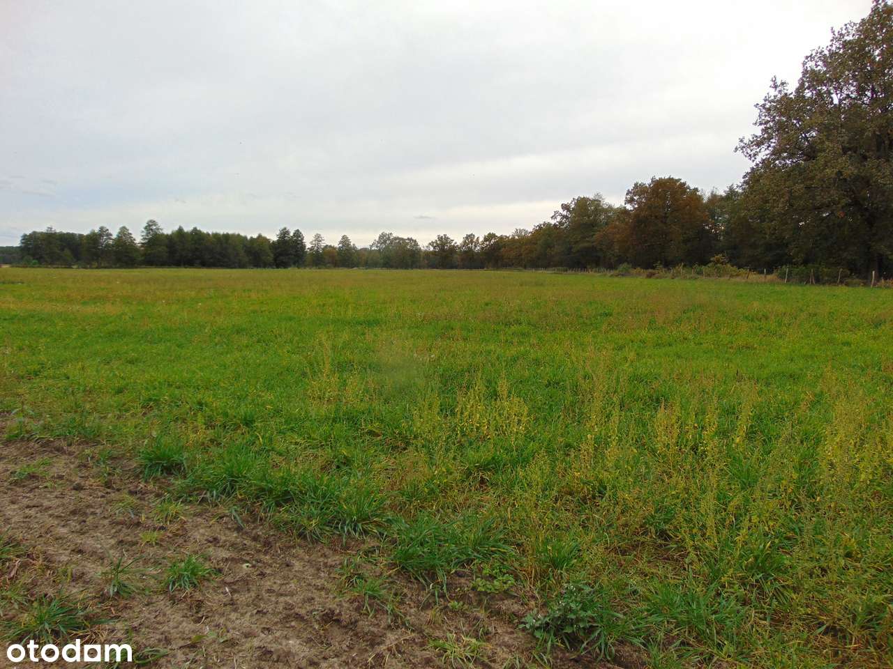 Działka usługowo-inwestycyj. 4,7 ha w Zielonej Górze (także s. paliw)-7