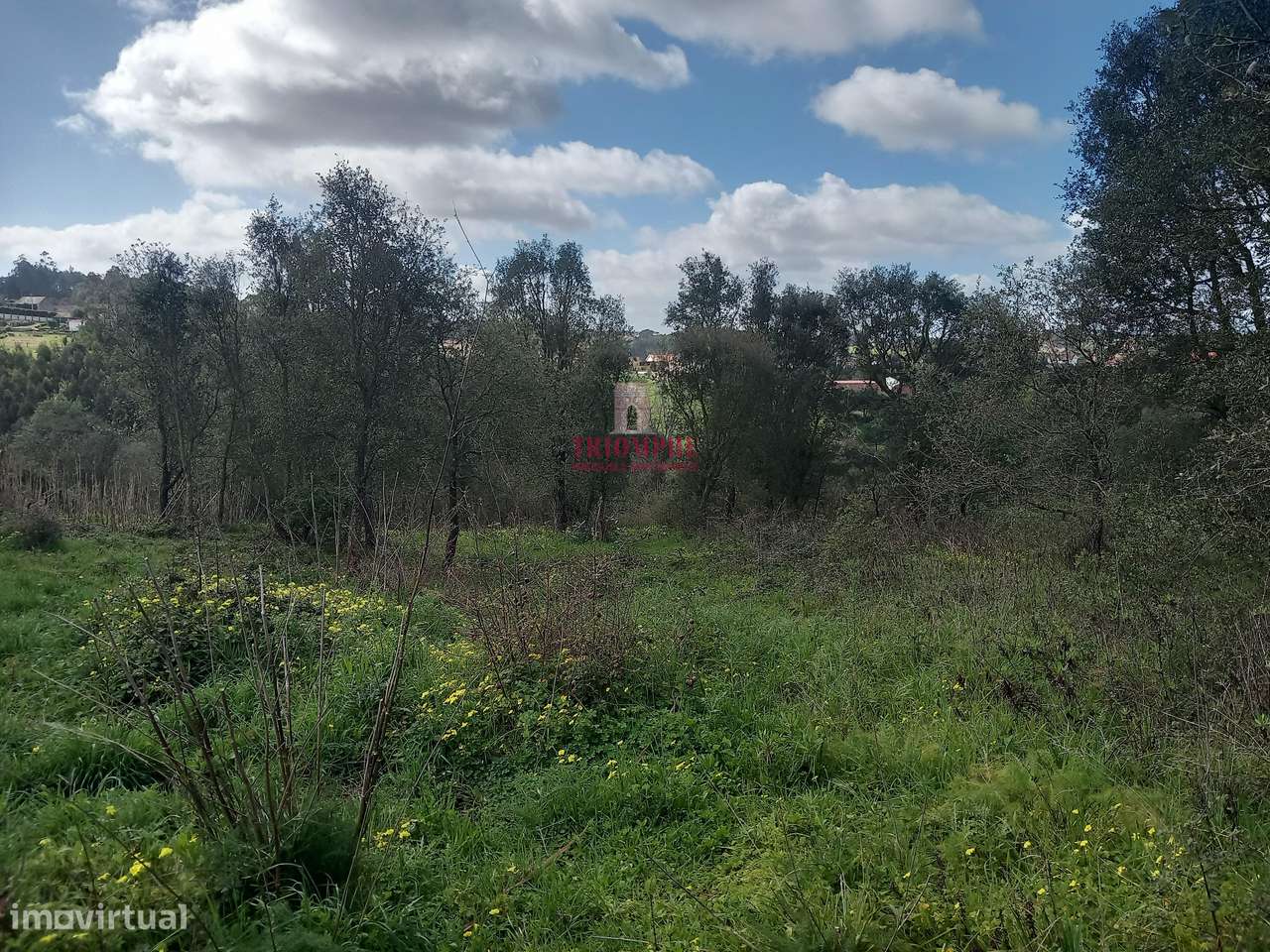 Terreno com árvores de fruto 4.440m2, Relvas, Caldas da Rainha - Grande imagem: 5/13