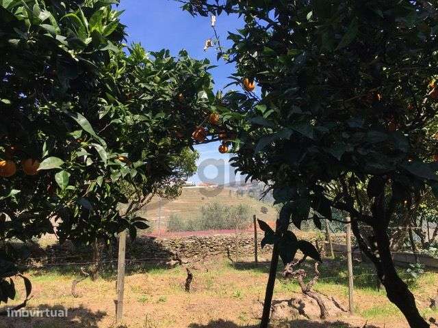 Casa com Terreno em Vilarinho de Cotas, Douro-41