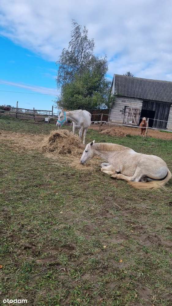 Dom, duża działka, stajnia-10