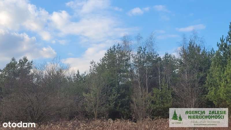 Czarny Las  za Zalesiem Górnym - działka budowlana-2