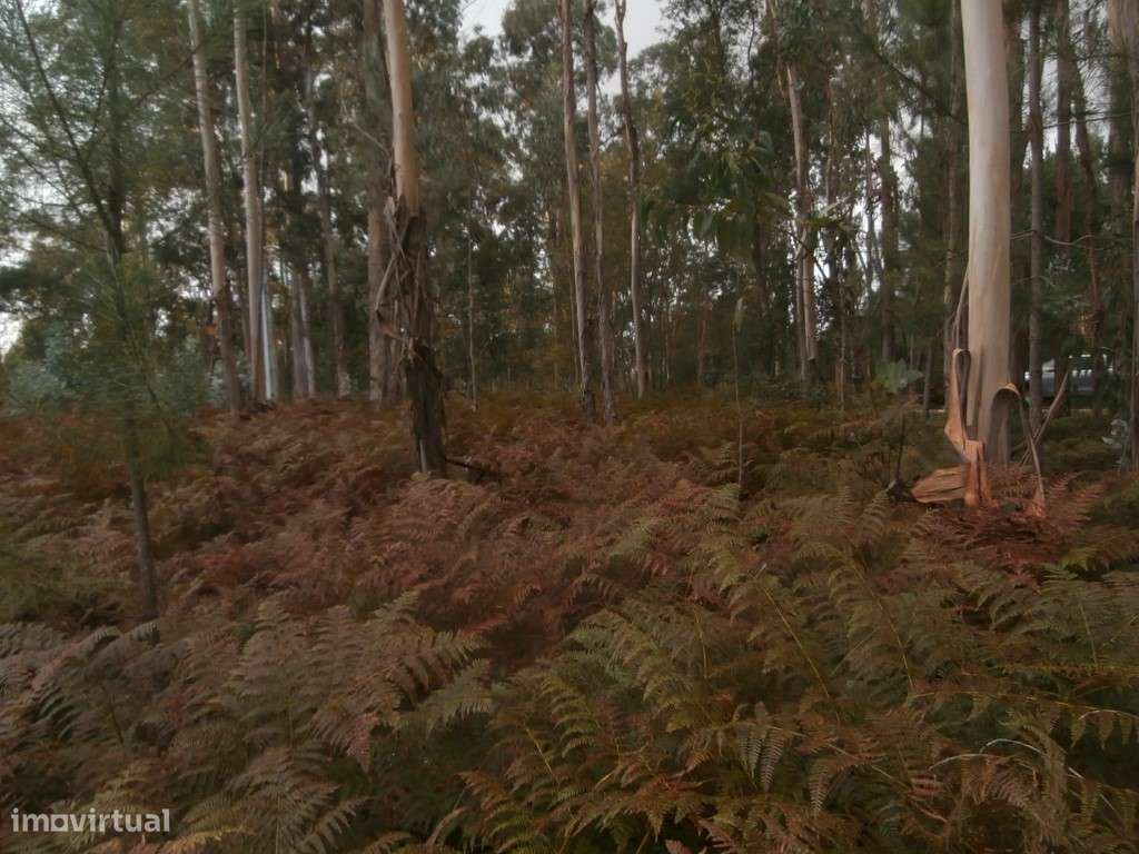 Terreno em Recardães em zona de construção (VENDA JUDUCIAL: verba n... - Grande imagem: 4/7