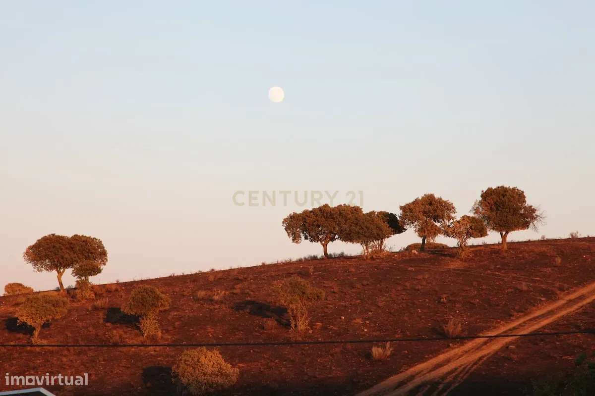 Monte típico Alentejano T2 Logradouro C /furo de água garagem e Olival - Grande imagem: 5/11