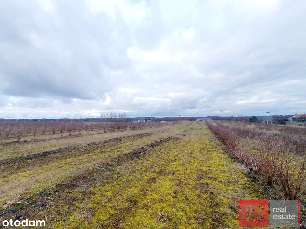 rs-gs-247707 - Pełny obrazek: 5/18