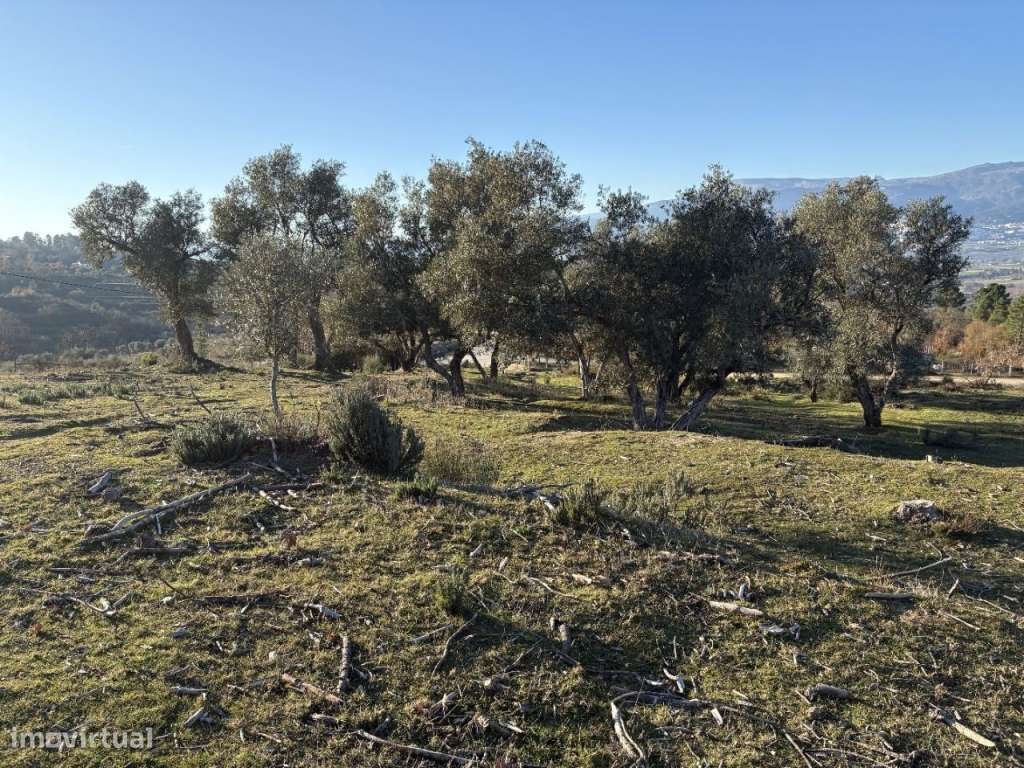Quinta com casa em pedra para recuperar-11