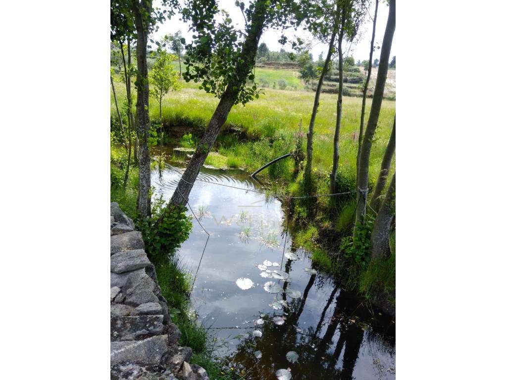 Quinta de 5ha no Coração do Douro - Riodades-11