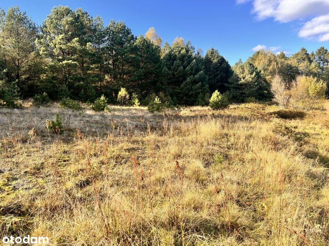 Działka siedliskowa z linią brzegową, przy lesie-4