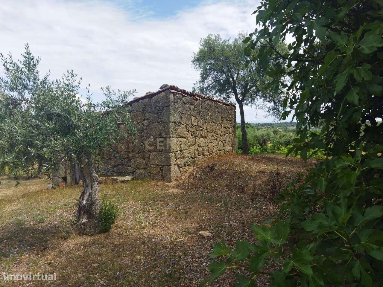 Terreno rústico | Lousa CTB, Castelo Branco-18