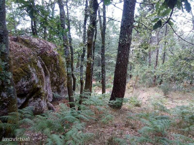 Terreno rústico em Urgueira, Valadares - Grande imagem: 4/7
