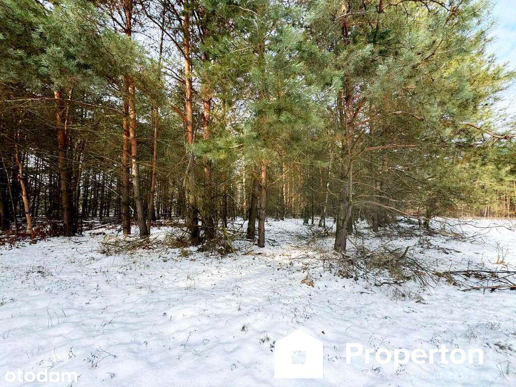 Na sprzedaż ponad hektar  lasu – Baranów /lubelski-0