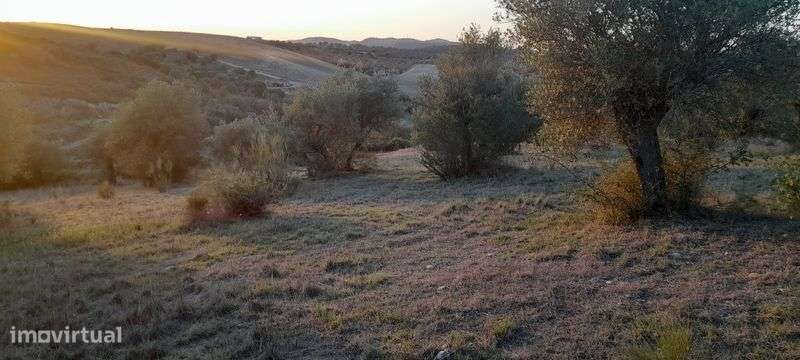 Vende-se olival 2.5ha - Grande imagem: 5/8