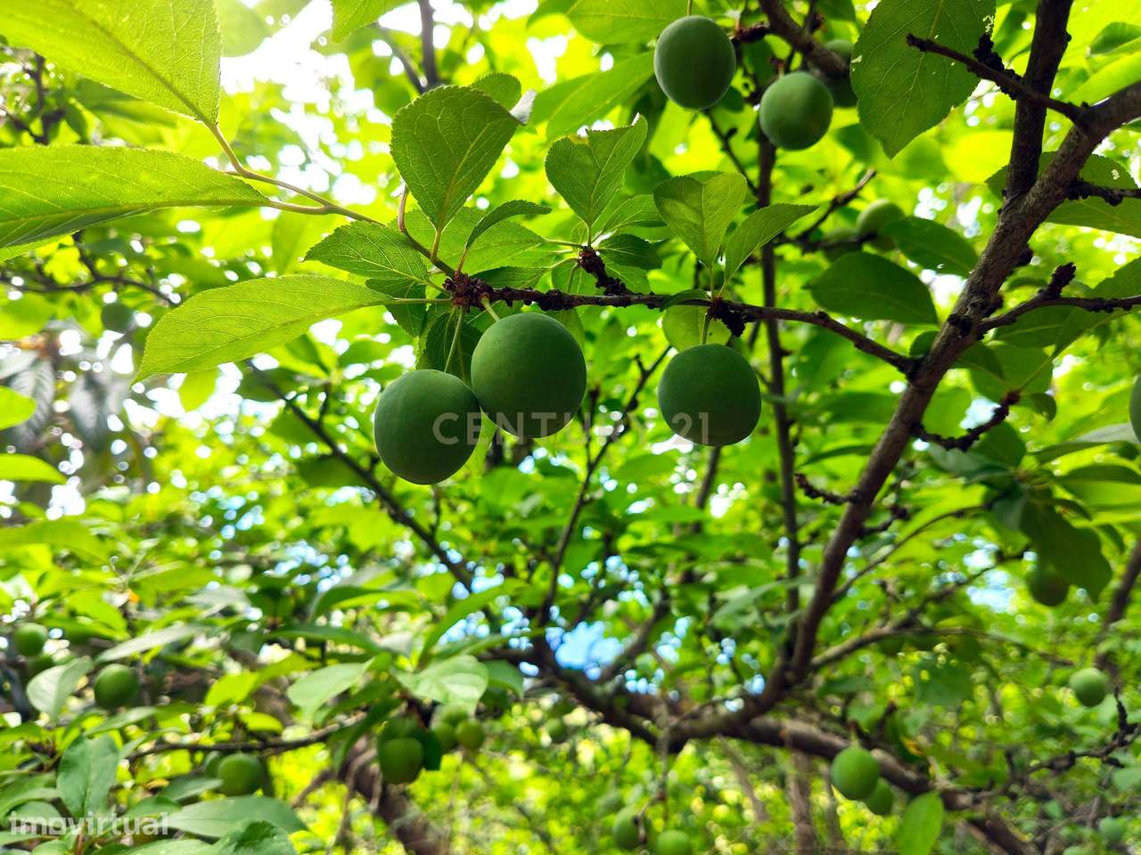 Terreno Rústico com Árvores de Fruto - Calhandriz, Vila Franca de Xira-6