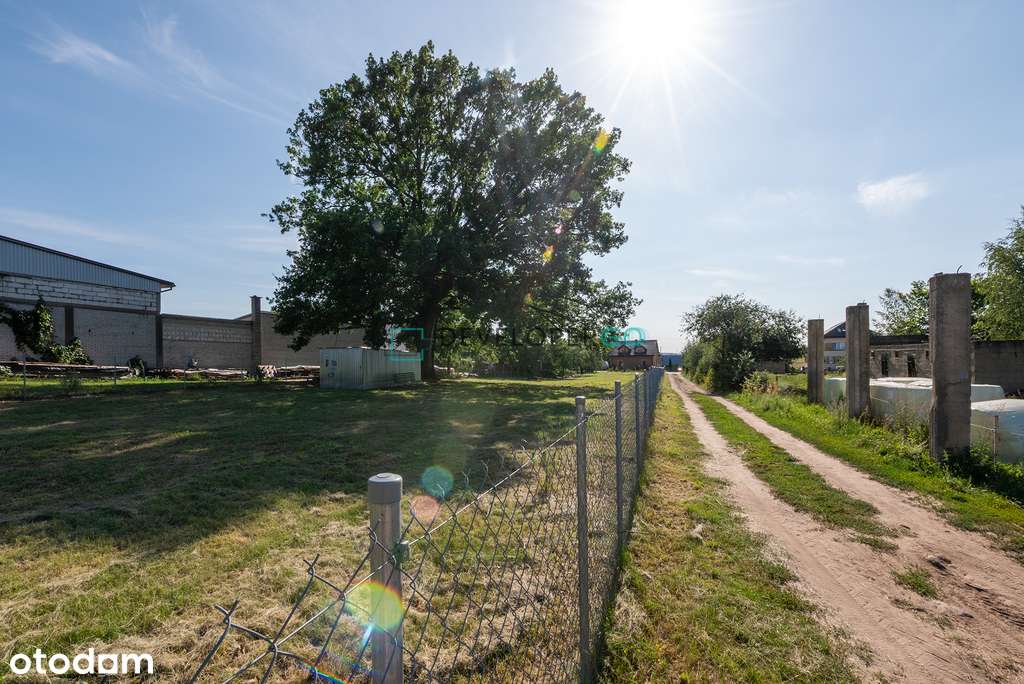 Gotowa działka pod dom z pięknym starym drzewem - Pełny obrazek: 5/5