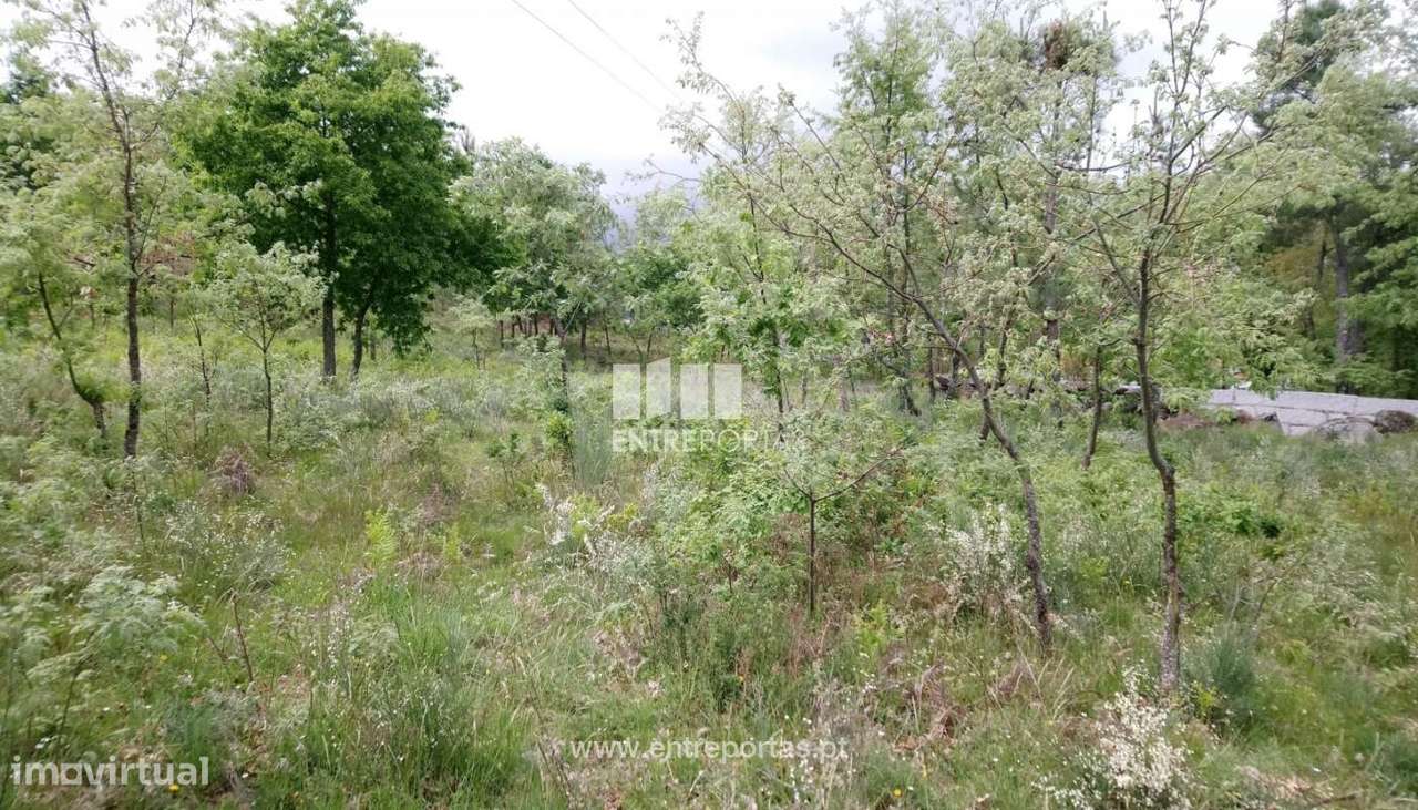 Venda Terreno, Gestaçô, Baião - Grande imagem: 2/6