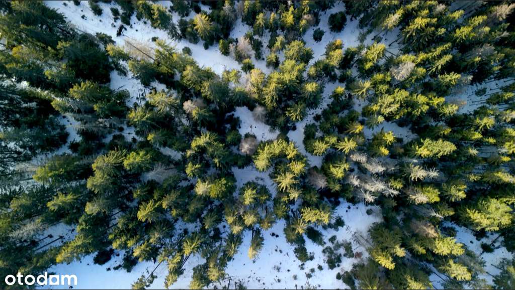 Gubałówka -Tu może być Twój kawałek lasu-4