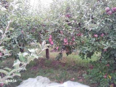 Vand vie si livada in suprafata de 3000 mp in com.Bagaciu,jud.Mures - Imagine principală: 4/4