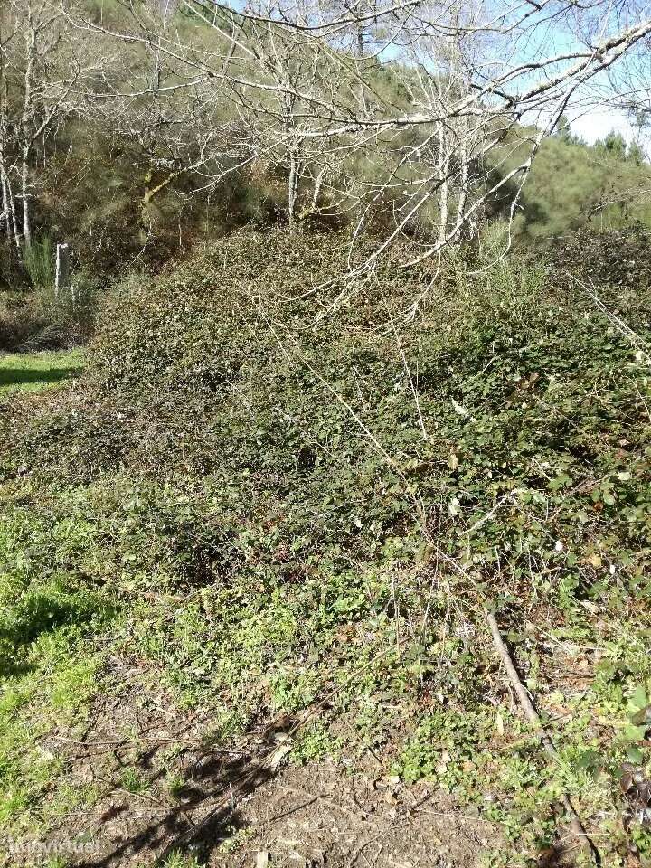 Terreno, Viana do Castelo, Monção - Grande imagem: 5/7
