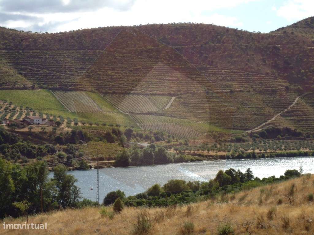 QUINTA COM VINHA - FIGUEIRA DE CASTELO RODRIGO-6