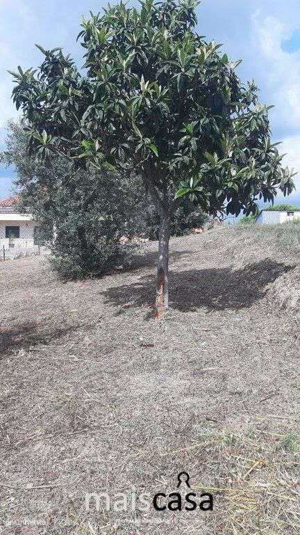 Lote Urbano com Árvores ! - Grande imagem: 5/7