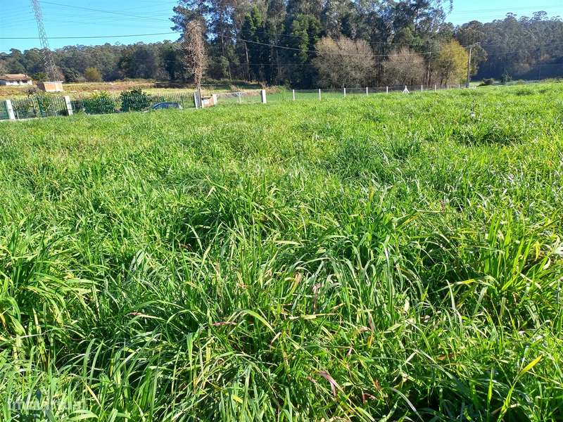 Terreno Rústico em São Martinho da Gândara, Oliveira de Azeméis - Grande imagem: 4/5