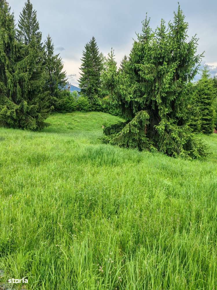 Teren 4150m Colibita - Imagine principală: 3/4