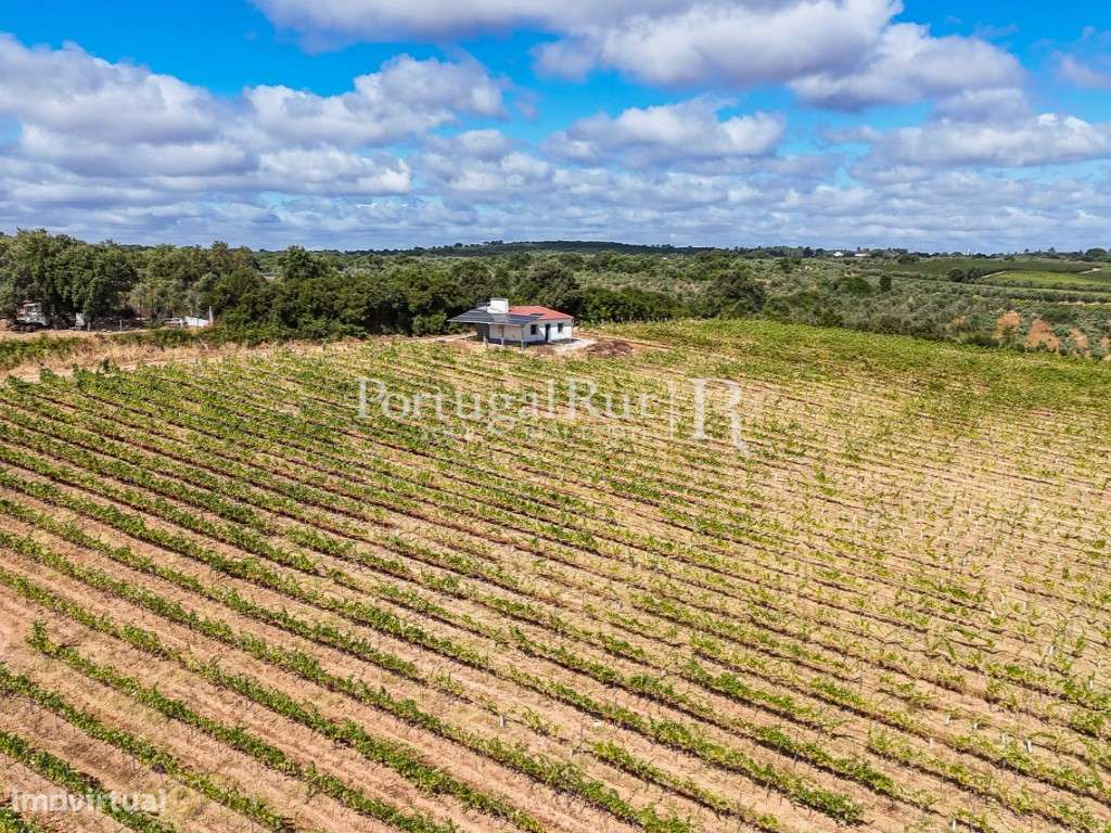 Quinta de 6,9 ha com vinha em produção, Borba - Grande imagem: 4/50