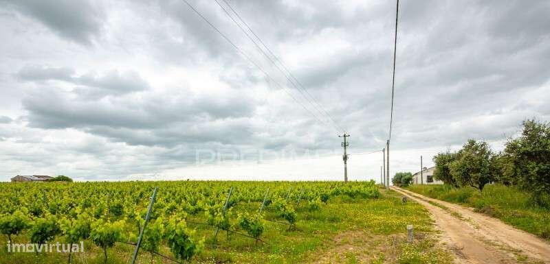 Vinha e Alfaias para venda marque já a sua visita.. - Grande imagem: 4/10