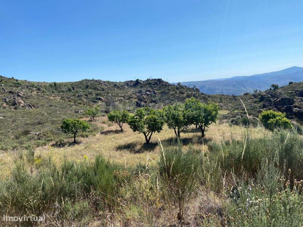 Quinta do Peso, com vista para o rio Sabor - Grande imagem: 4/13