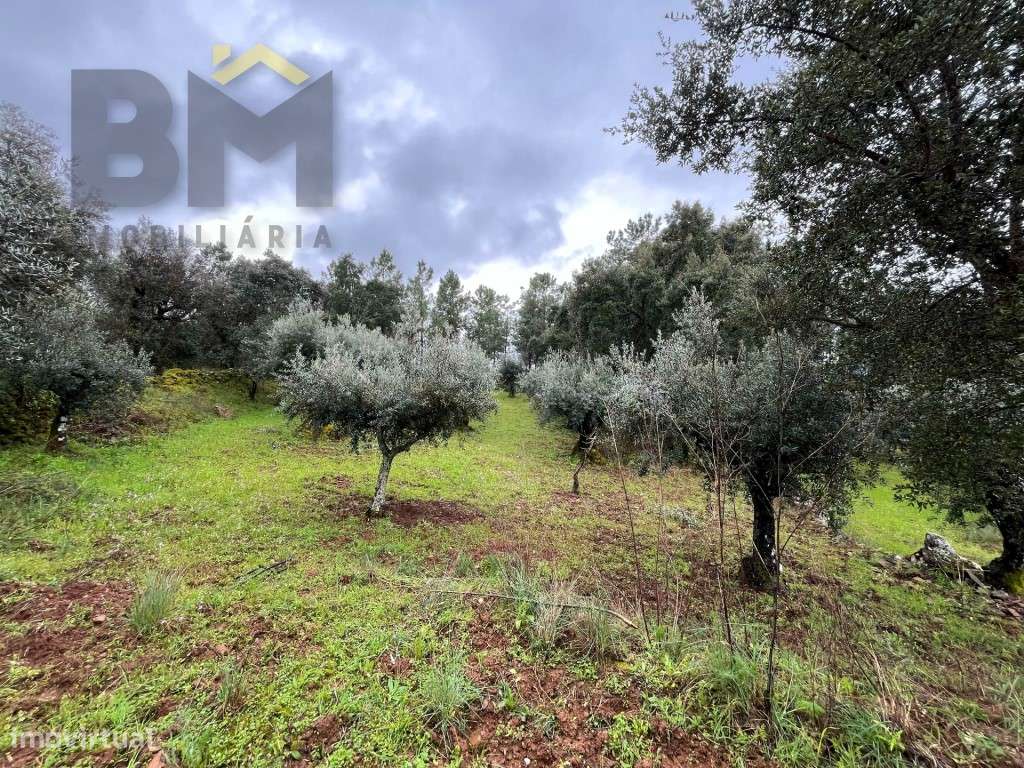 Terreno rústico com 10.800m2 para venda em Juncal do Campo! - Grande imagem: 2/18