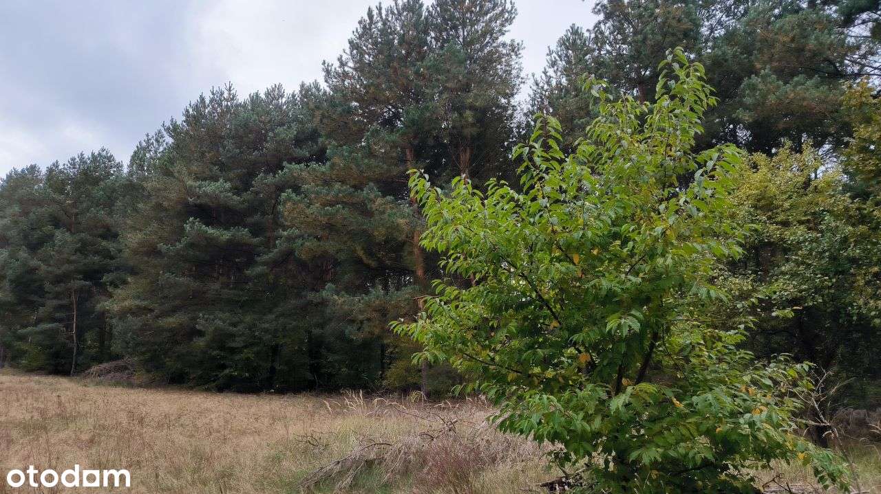 Działka budowlana ok.1.18ha - Pełny obrazek: 5/9