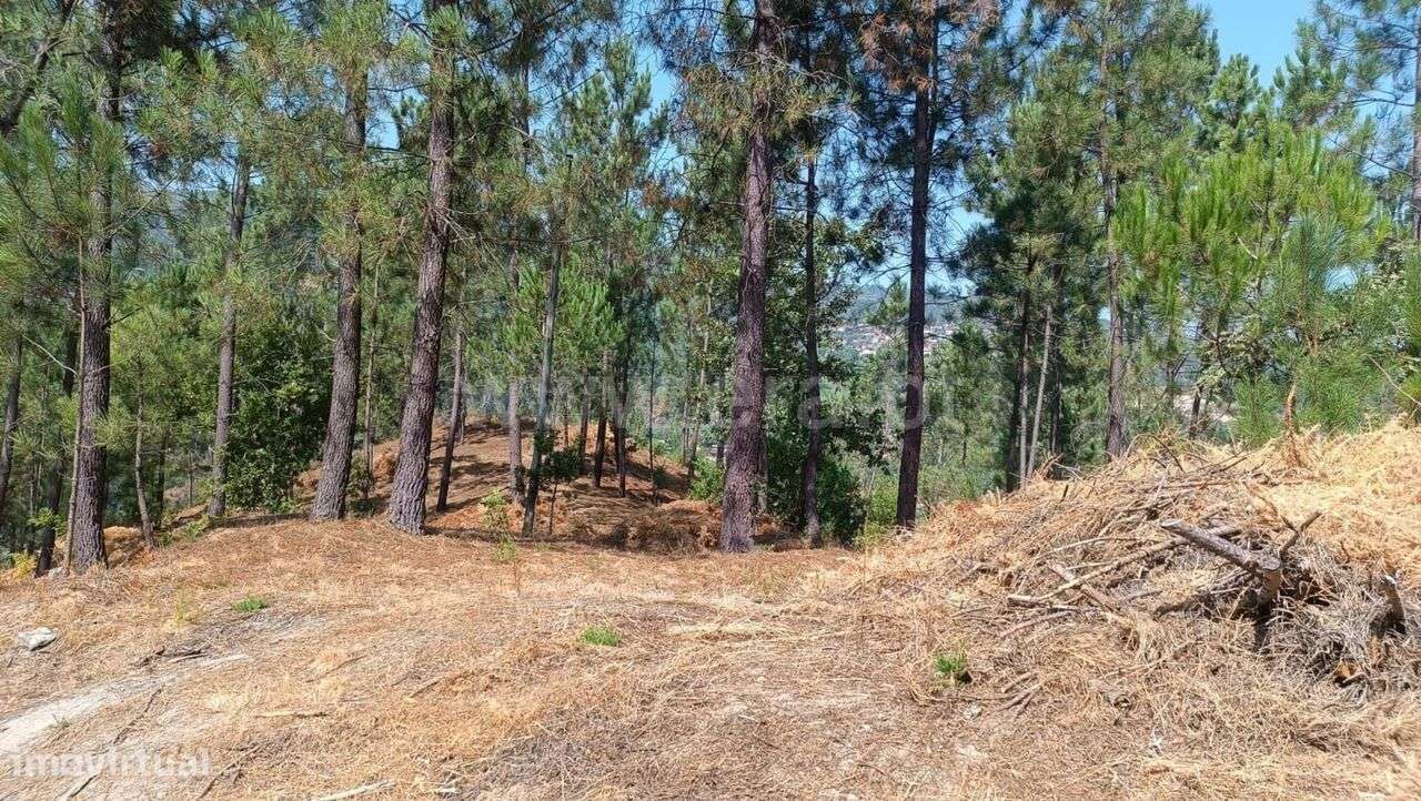 Terreno / Baião, Baião (Santa Leocádia) e Mesquinhata - Grande imagem: 3/4