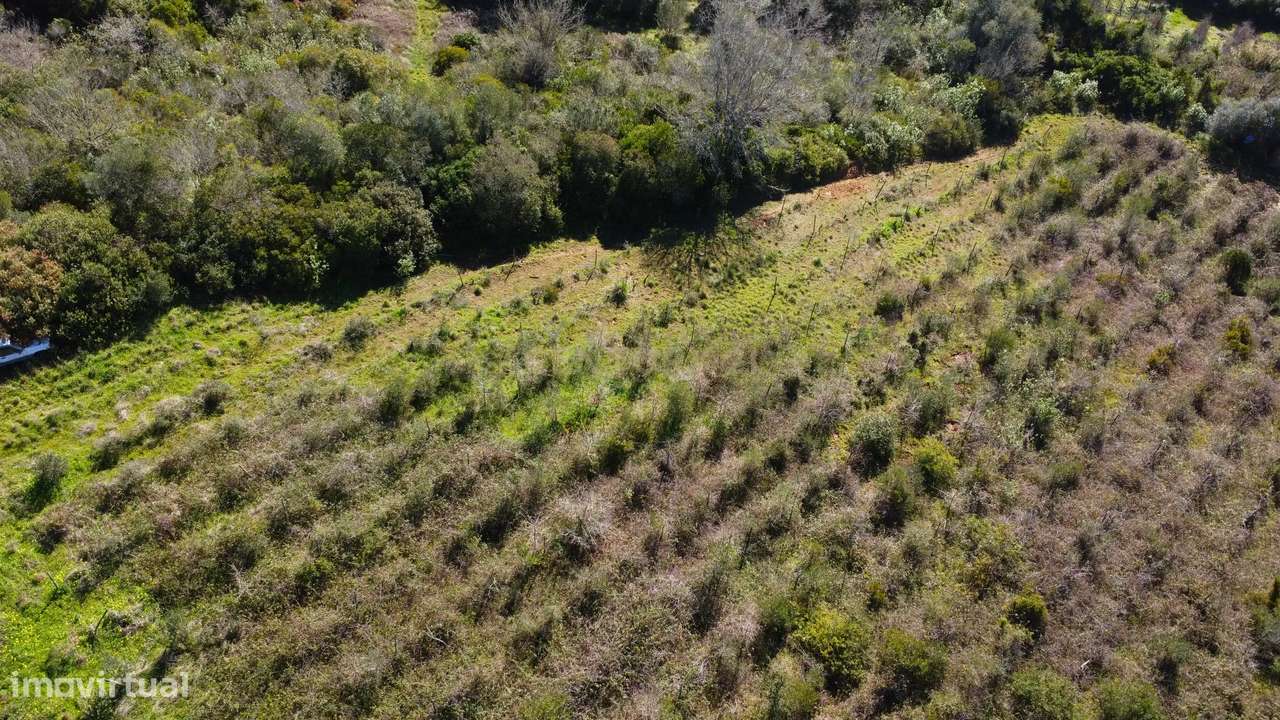 Terreno Agrícola com Vinha 4562 m² – Chanca, Sobral da Abelheira-5