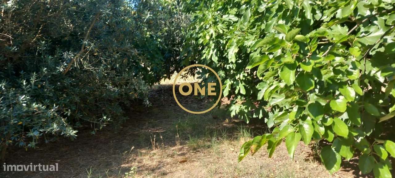 Quinta com 2.048 m2 para recuperação total em Santa Margarida da Couta-4