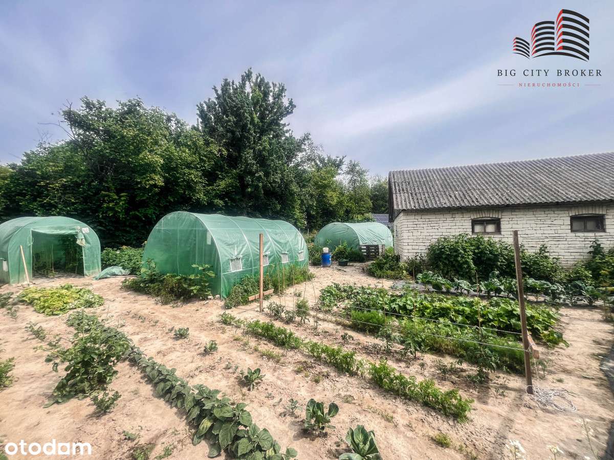 Siedlisko z domem 60mkw na zielonej działce - Pełny obrazek: 4/14