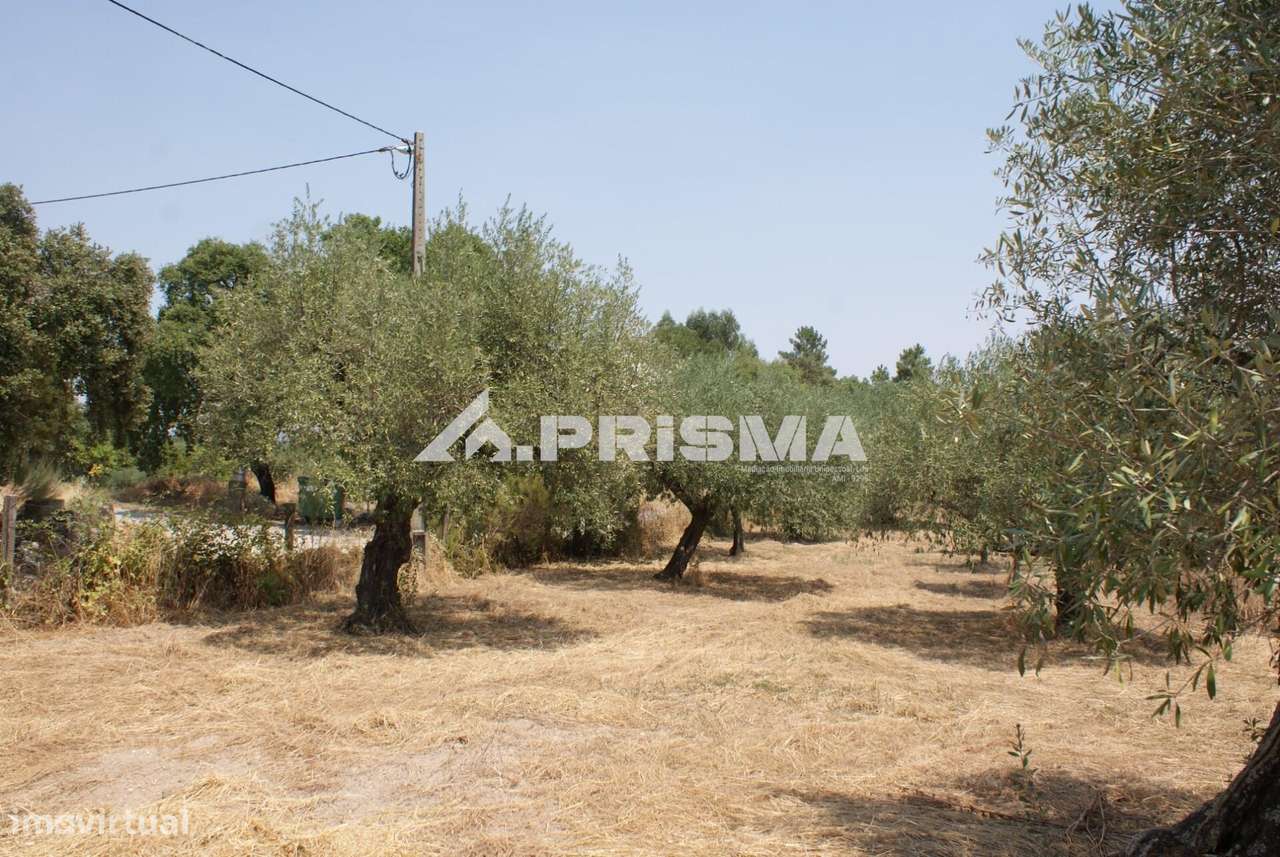 Quinta para Venda em Orca - Fundão-13