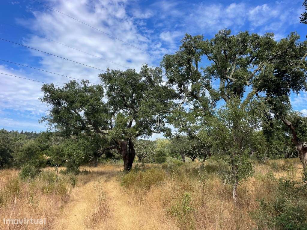 HERDADE COM 100 HECTARES E BASTANTE ARBORIZAÇÃO-24