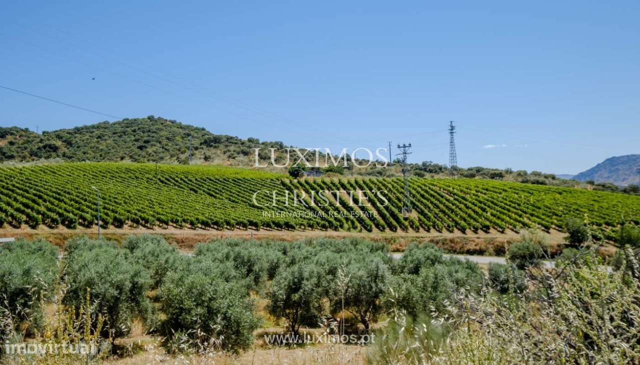 Venda: propriedade agrícola na região do Douro Superior, Torre de Mo - Grande imagem: 4/34