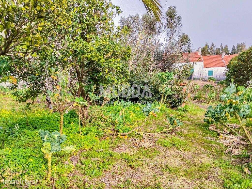 Ruína para recuperar com terreno de 1.050 m2 poço e árvores de fruto A-5