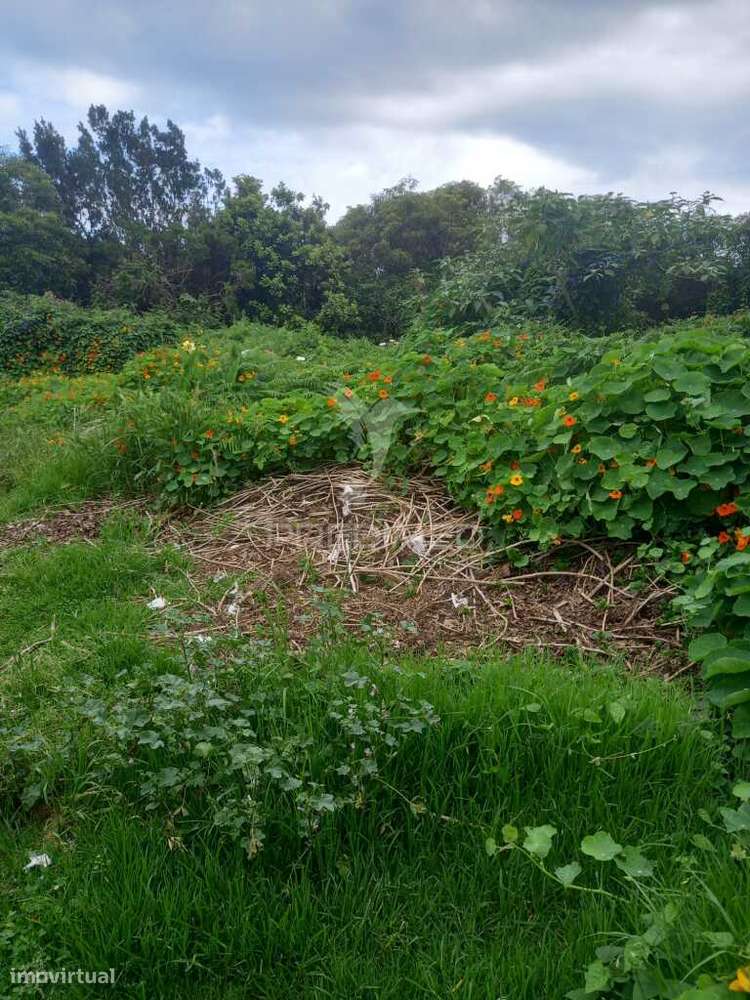 Terreno Urbanizável no Porto Martins - Grande imagem: 4/10