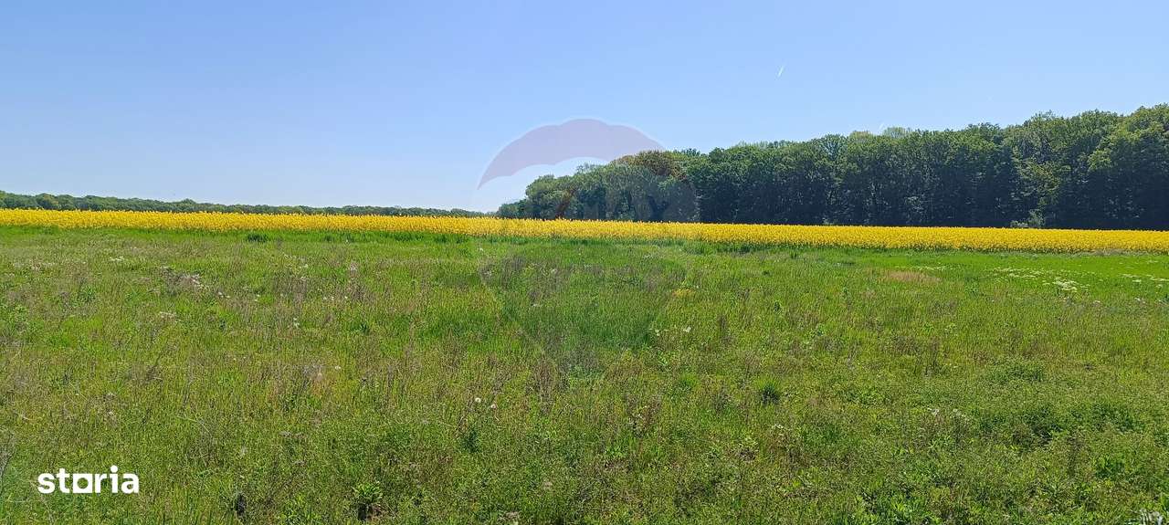 Teren 980mp Ciolpani - Imagine principală: 4/4