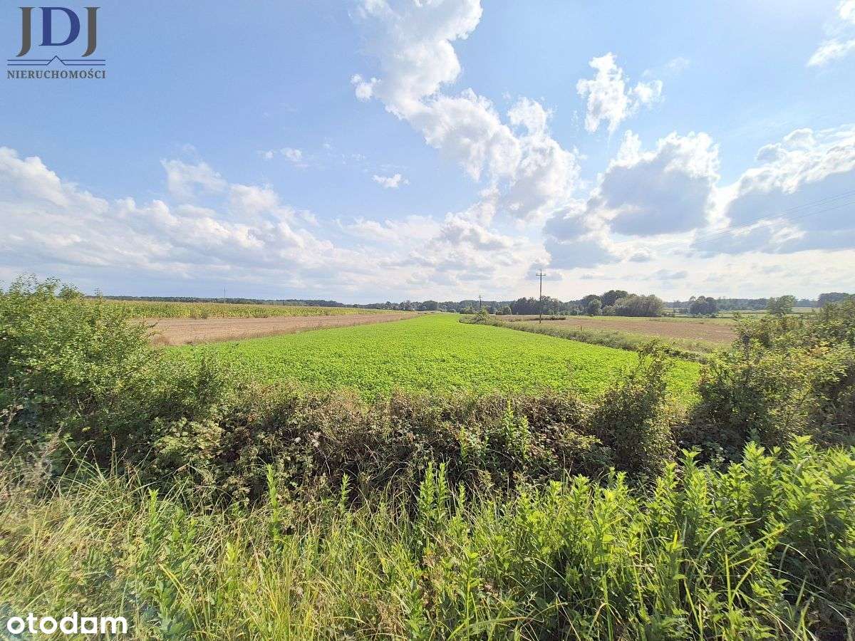 Działka 3 ha z  Warunkami Zabudowy. Kulczyn Kol. - Pełny obrazek: 2/6