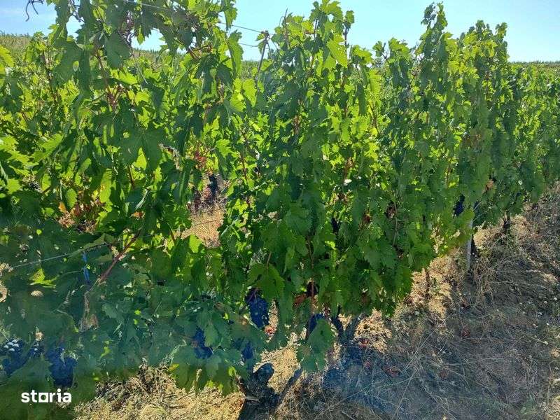 Plantatie vita-de-vie 9,5ha, afacere „la cheie” - Imagine principală: 5/6