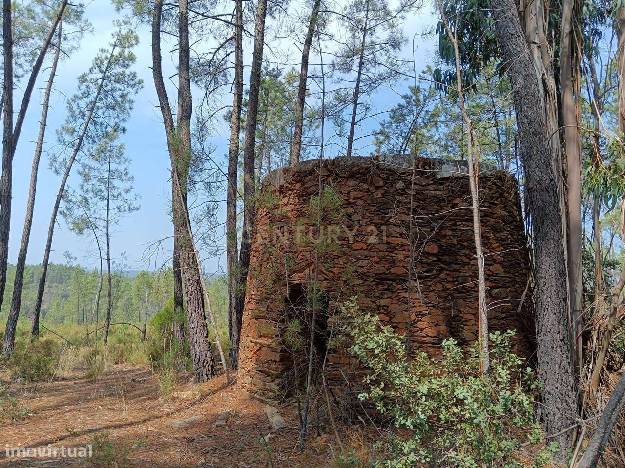 Terreno rustico em Salgueiro do Campo ( Carquejais) - Grande imagem: 2/15