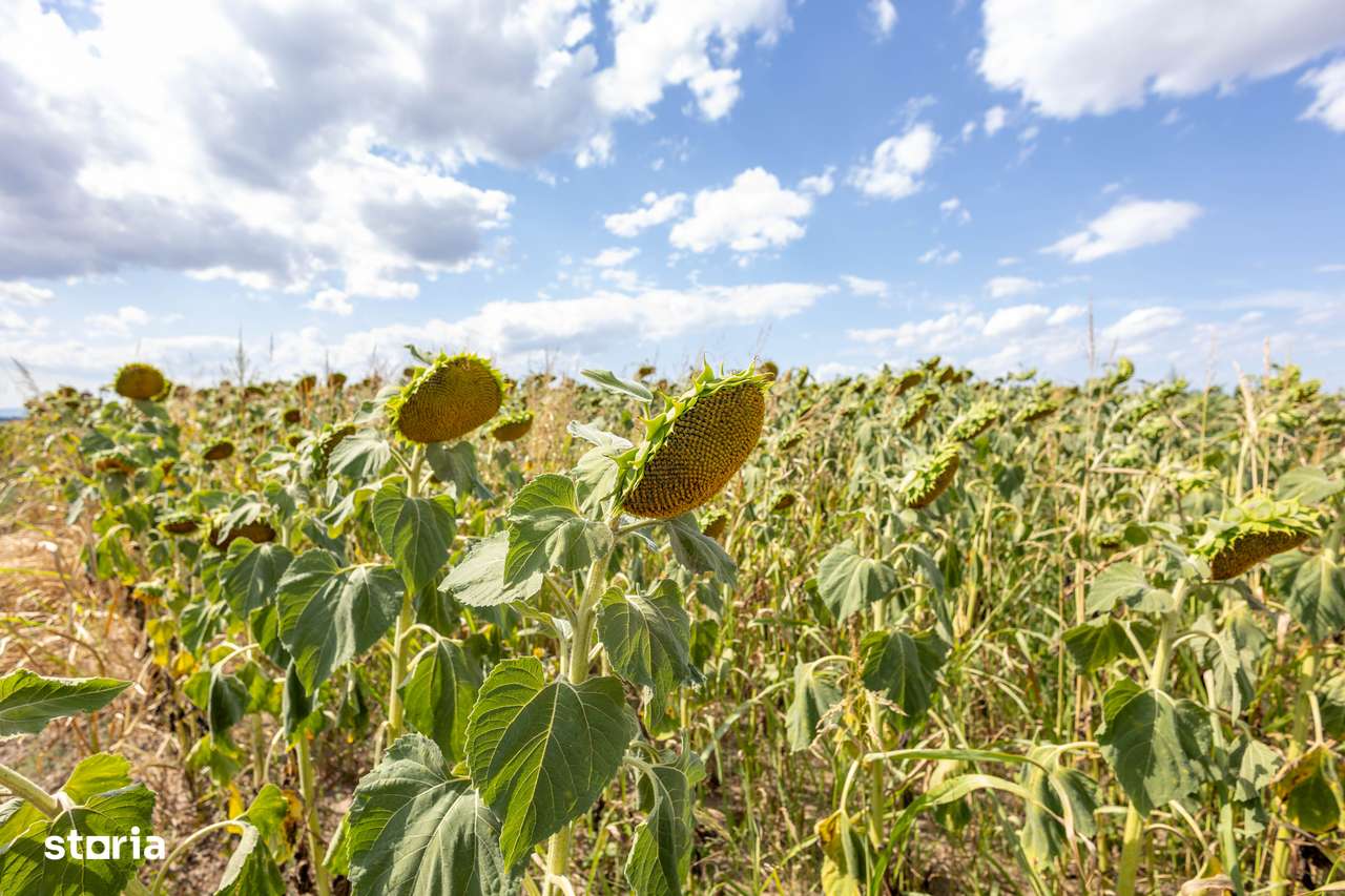 Teren agricol extravilan 2.6 ha - 26.000 mp - Valcelele, Buzau-13