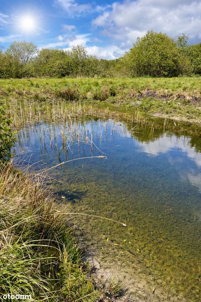 Działki siedliskowe Zalesie Królewskie idealne pod dom lub letniskowe - Pełny obrazek: 2/9