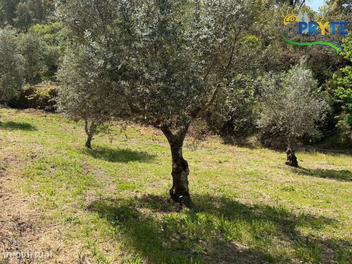 Terreno com uma ruína não registada a 6 quilómetros da Sertã-43